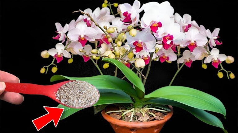 Scopri il segreto per far crescere le radici delle orchidee 500% più velocemente!