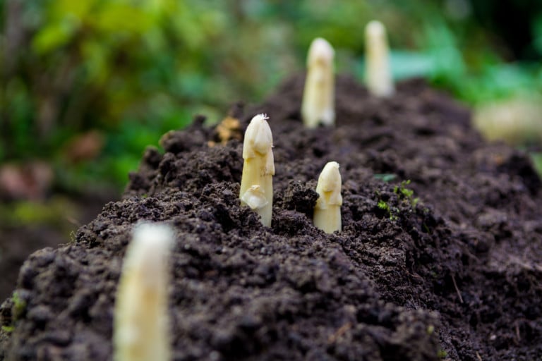 10 Lavori da Fare in Giardino ad Aprile: Ecco Come Piantare!