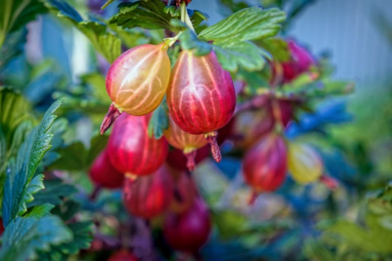 Come coltivare un ribes per un raccolto abbondante tutta l’estate