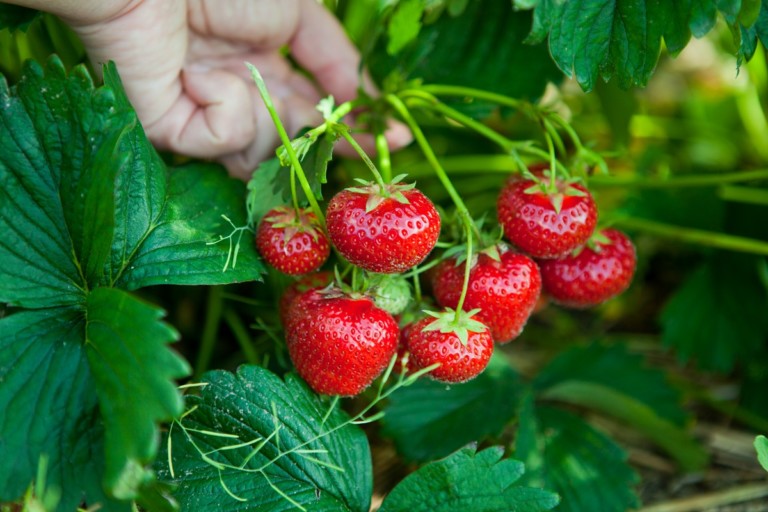 7 segreti per raccogliere fragole abbondanti ogni anno