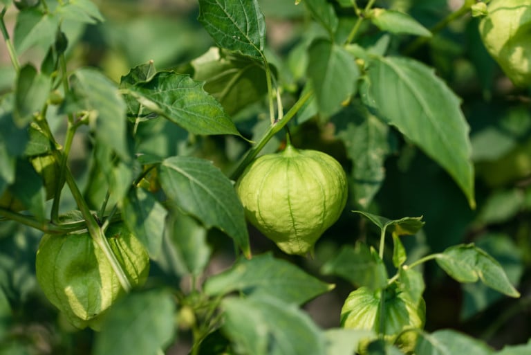 Come coltivare tomatillos: 200 frutti per pianta!