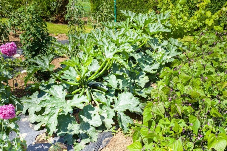 10 piante compagne per le zucchine (e 2 da evitare)